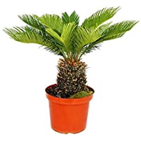 Los mejores  - Cycas revoluta - Japanese Palm Fern - 28cm Pot